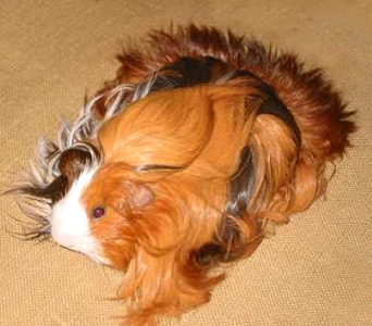 7 жутких тварей, когда-либо выведенных человеком 