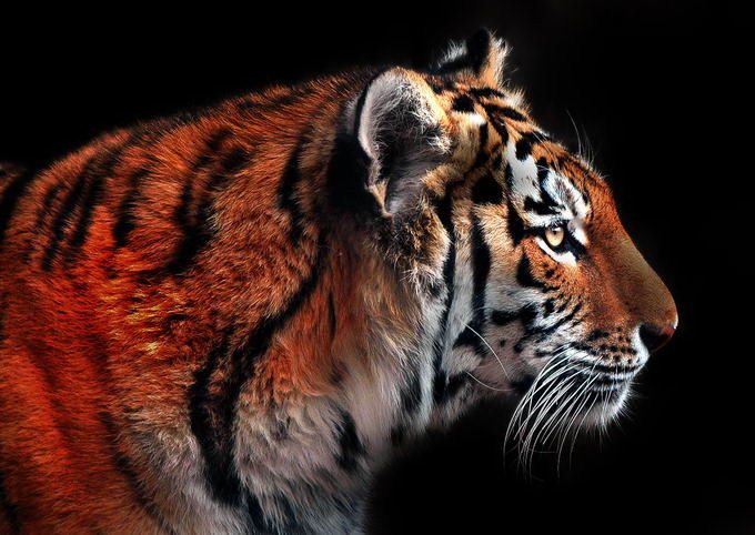 Великолепные моменты из мира животных (60 фото) Великолепные моменты из мира животных (60 фото)