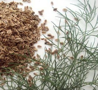 http://spices-and-seasonings.ru/wp-content/uploads/2013/07/ukrop12-1.jpg