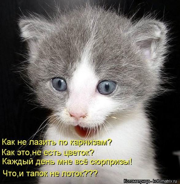 Без кота жизнь не та (50 фото ) Без кота жизнь не та (50 фото )