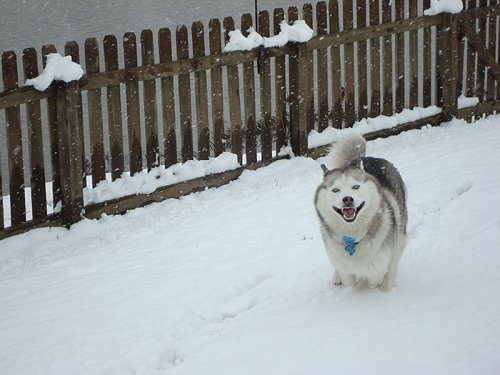 Животные и первый снег