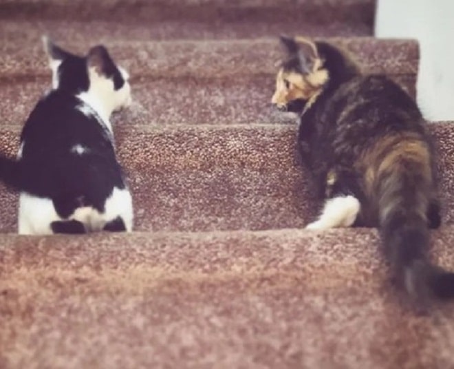 Котята на ступеньках Котята стоят