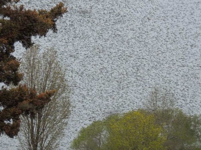 mosquitos18 Нашествие комаров в Висконсине