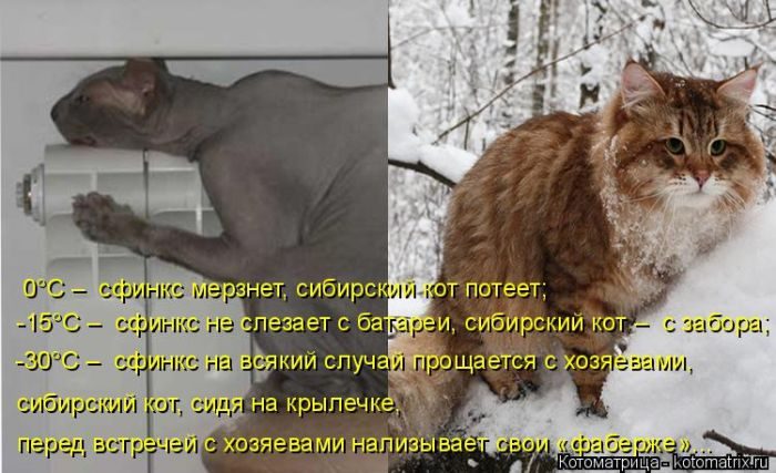 Самые весёлые котоматрицы)) Самые весёлые котоматрицы))