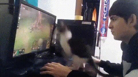 GIF-доказательство, что коты - чертовски весёлые ребята GIF коты юмор