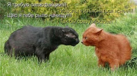 Смешные картинки о животных с подписями.