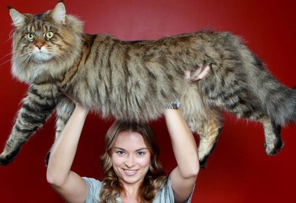 Модные кошки: фото мейн куна