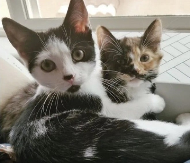 Котята лежат Два котенка