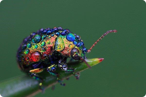   (. Chrysolina cerealis)