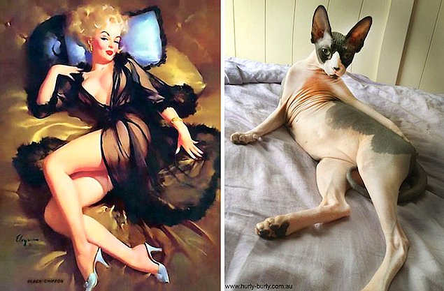 15 кошек, позирующих в стиле красоток Pin Up