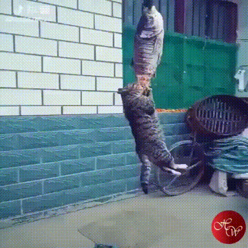 20+ котов-преступников, которых мы уже простили 20+ котов-преступников, которых мы уже простили