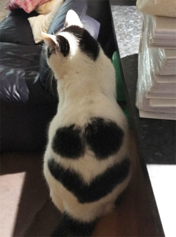 Кот со смайликом Кот со смайликом животные, забавно, коты, кошки, неожиданно, окрас, окрас кошек, фото