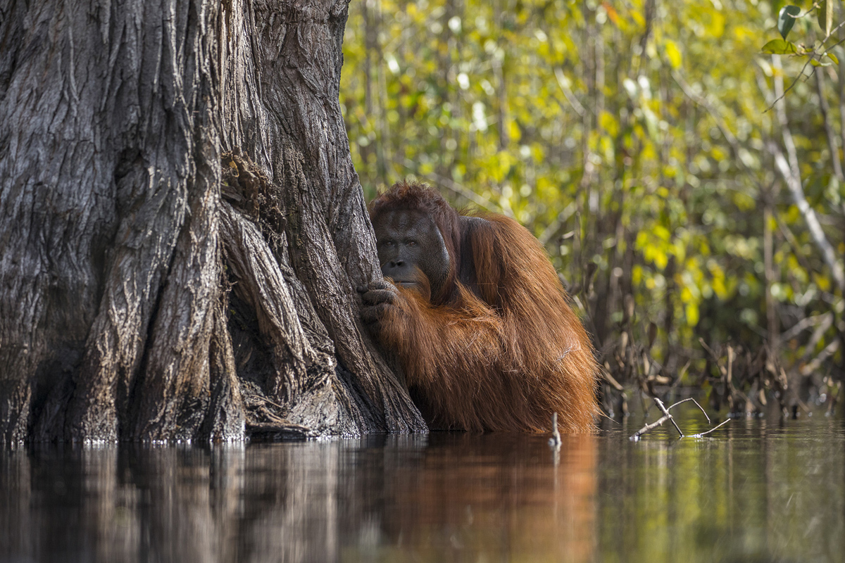 Лучшие кадры, которые прислали на фотоконкурс National Geographic Nature Photographer 2017