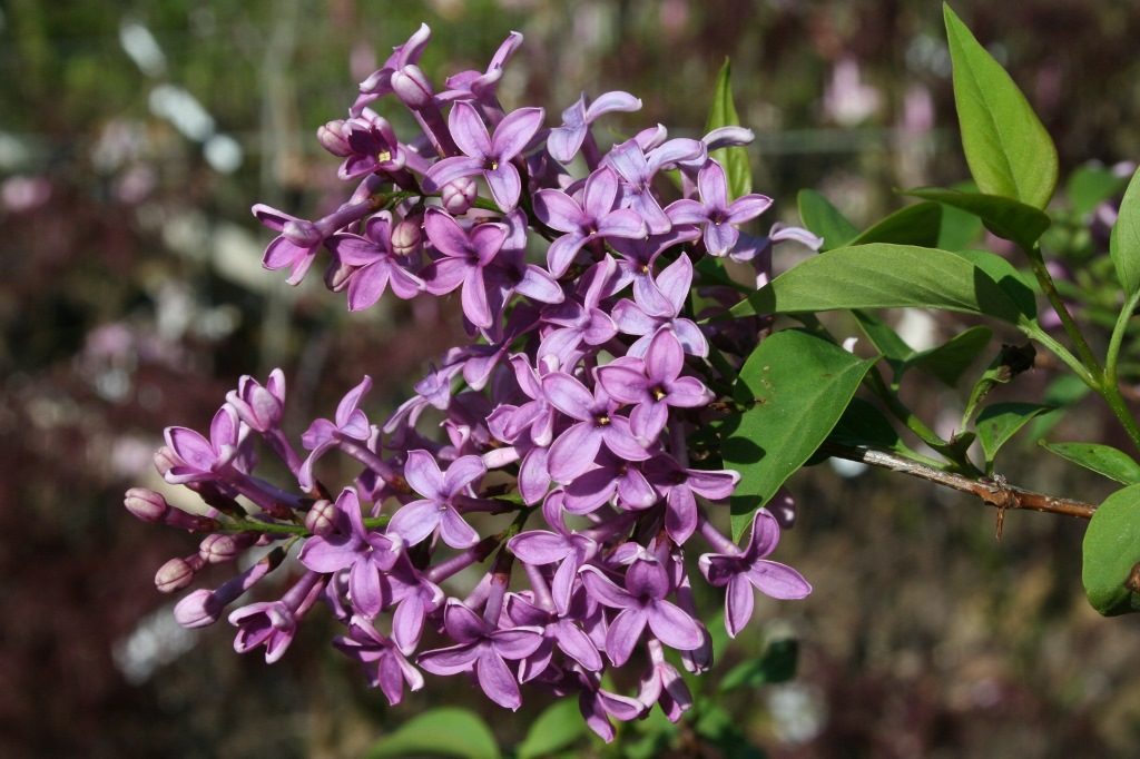 Персидская сирень (лат. Syringa persica)