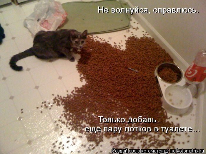 Самые весёлые котоматрицы)) Самые весёлые котоматрицы))