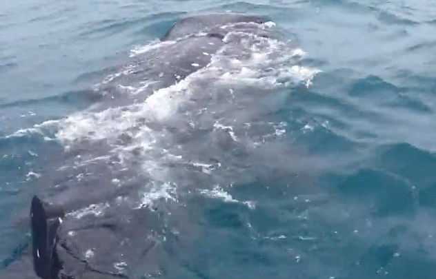Парень прокатился на 9-метровой китовой акуле - фото 3