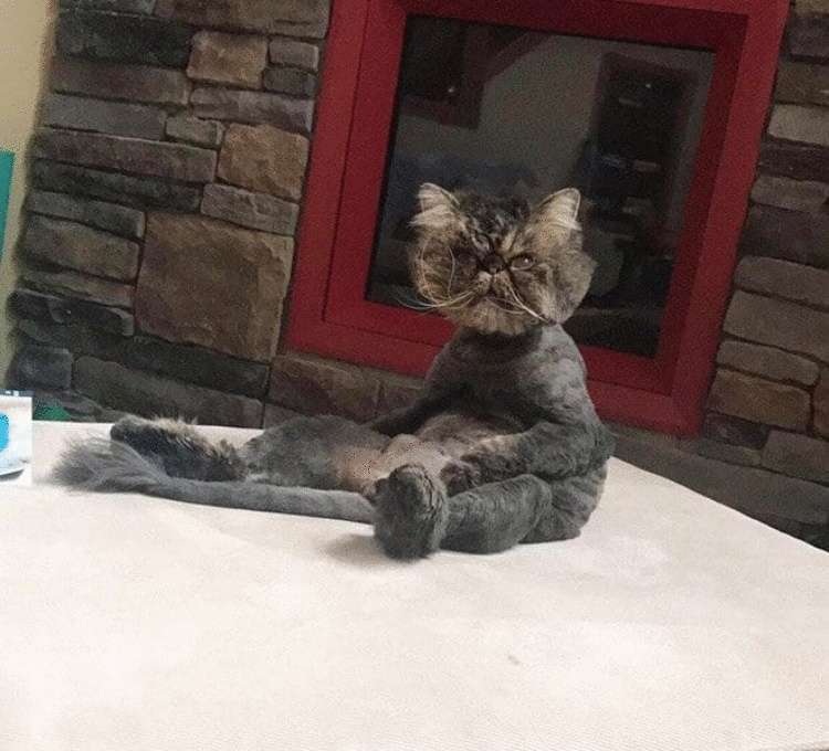 Смешные кошки, которые разучились сидеть по-кошачьи Смешные кошки, которые разучились сидеть по-кошачьи