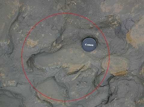В Великобритании обнаружены следы первых европейцев, оставленные 800 тысяч лет назад