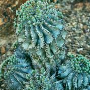 Молочай многогранный (Euphorbia polygona) Молочай многогранный (Euphorbia polygona)