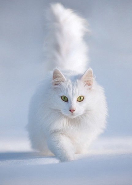 Зимняя сказка