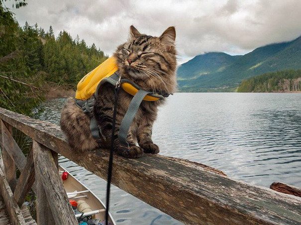 В поход с кошками