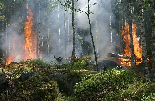 Более 200 лесных пожаров ликвидировано в Якутии