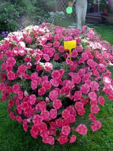 Ramblin Neon Rose