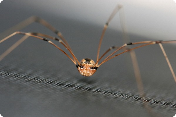 Сенокосцы (лат. Opiliones или Phalangida)