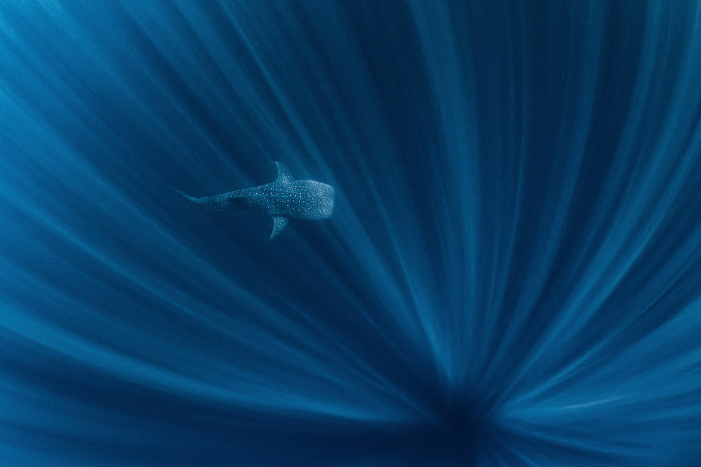 Лучшие фотографии с конкурса Nature Conservancy