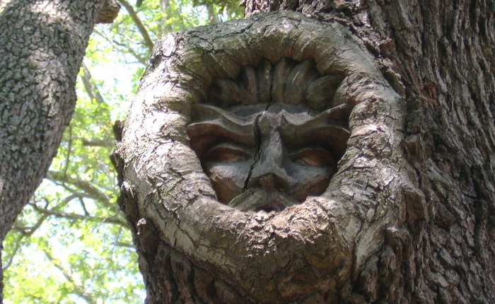    (Keith Jennings) Tree Spirits 