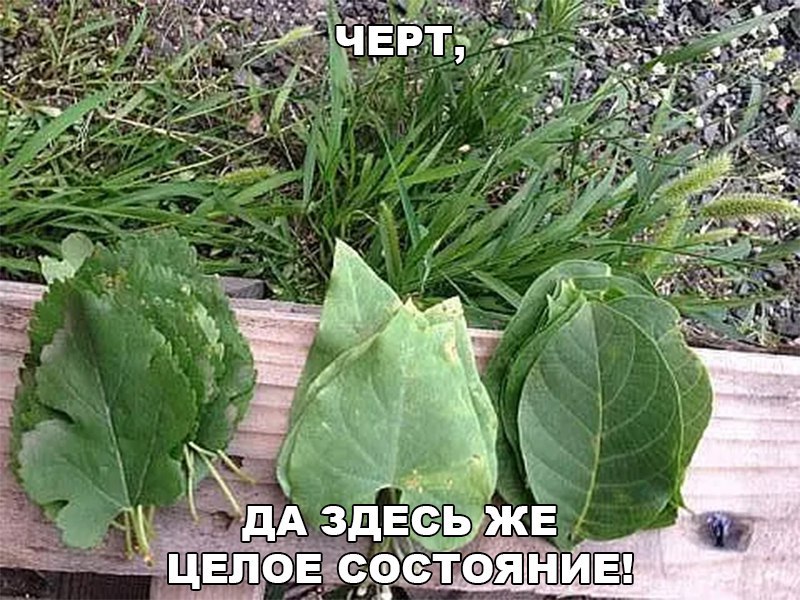 Веселые картинки с надписями до слез и веселья (11 фото) Веселые картинки с надписями до слез и веселья (11 фото)