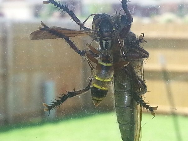 Гигантская муха атаковала пчелу.