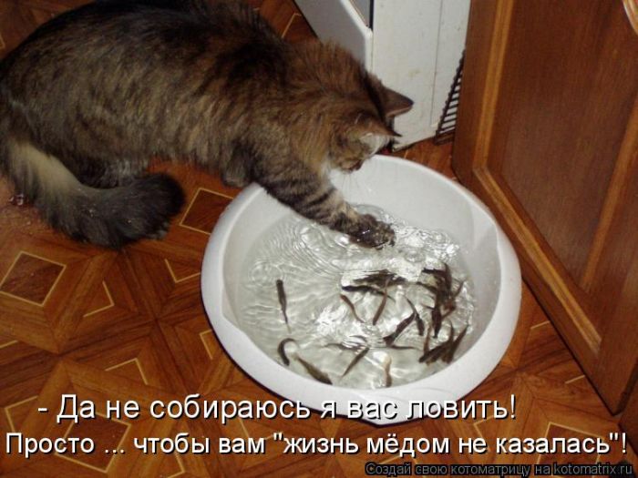 Забавные животные (50 фото) Забавные животные (50 фото)