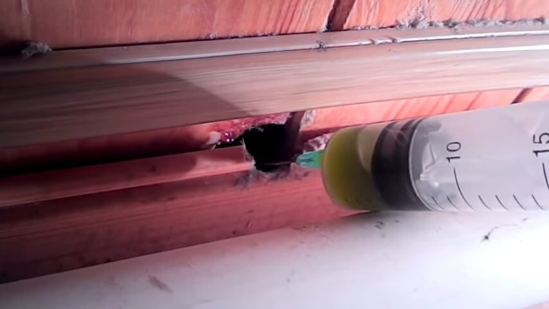 Самый приятный и простой способ избавиться от мышей