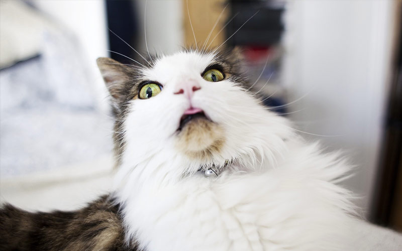 30 способов использования котов в хозяйстве kitties14 30 способов использования котов в хозяйстве