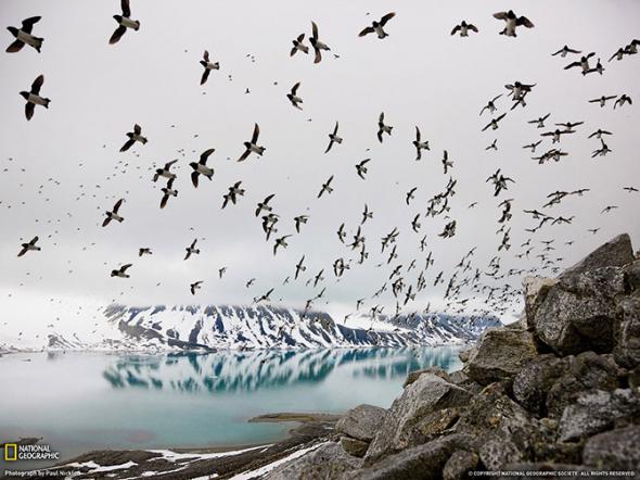 Лучшие фотографии National Geographic за август 2013