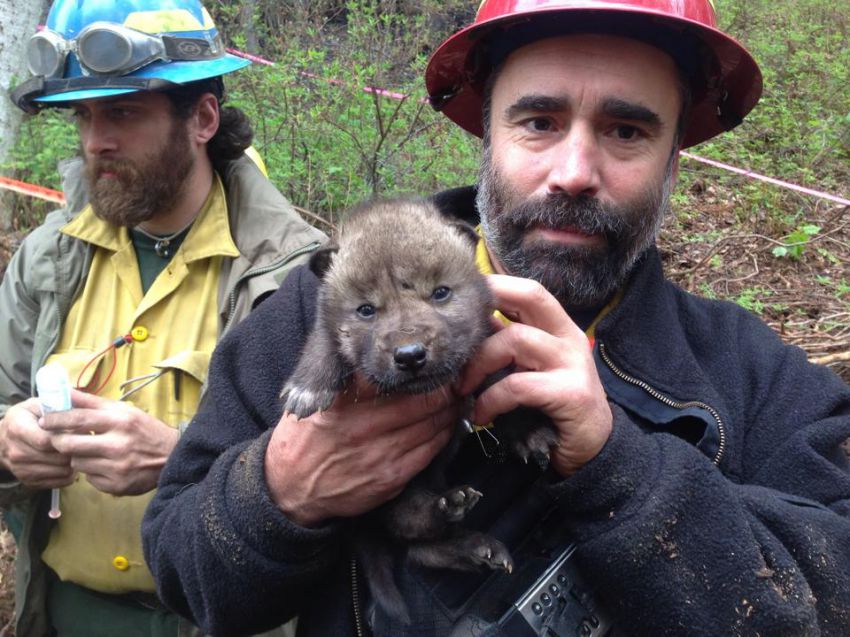 На Аляске пожарные спасли из огня пятерых волчат аляска, пожарные, животные, волк