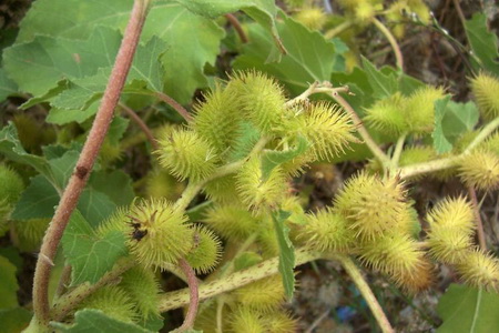 ������ ��� ���� ���� � �����, ������� ���� ������� ���