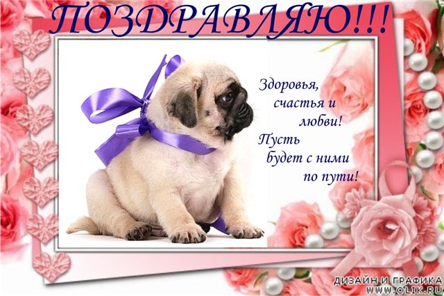 Открытки мопс Открытки мопс