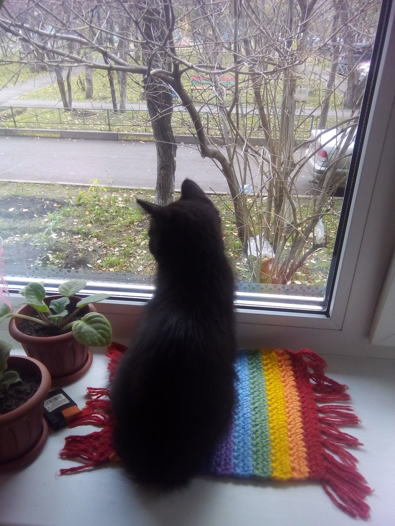 Кот Мурашик Кот Мурашик