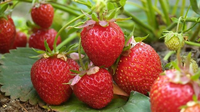 ПОЧЕМУ НЕ ПЛОДОНОСИТ КЛУБНИКА