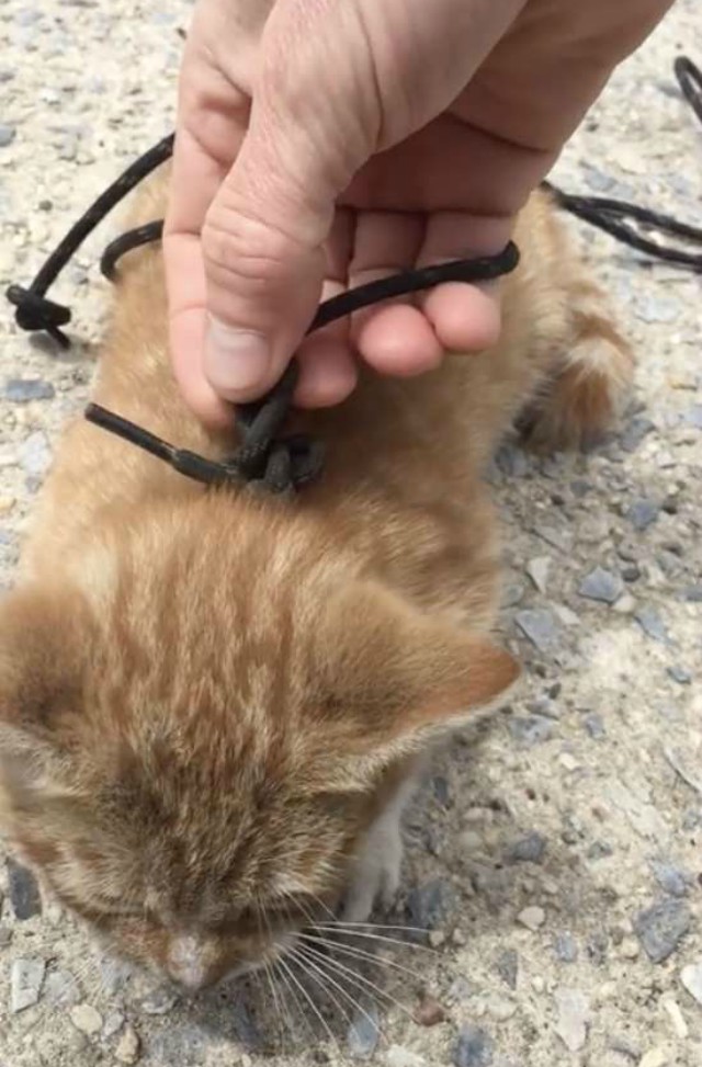 Котенок полз по тротуару с перевязанной шнурком шеей Котенок полз по тротуару с перевязанной шнурком шеей история, история спасения, котенок, коты, котята, кошки, помощь животным, спасение животных