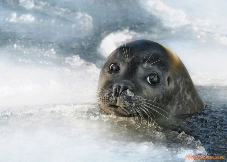 Забавные животные (34 фото) Забавные животные (34 фото)