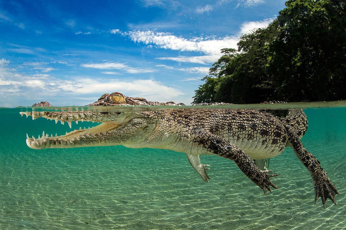 Морской крокодил