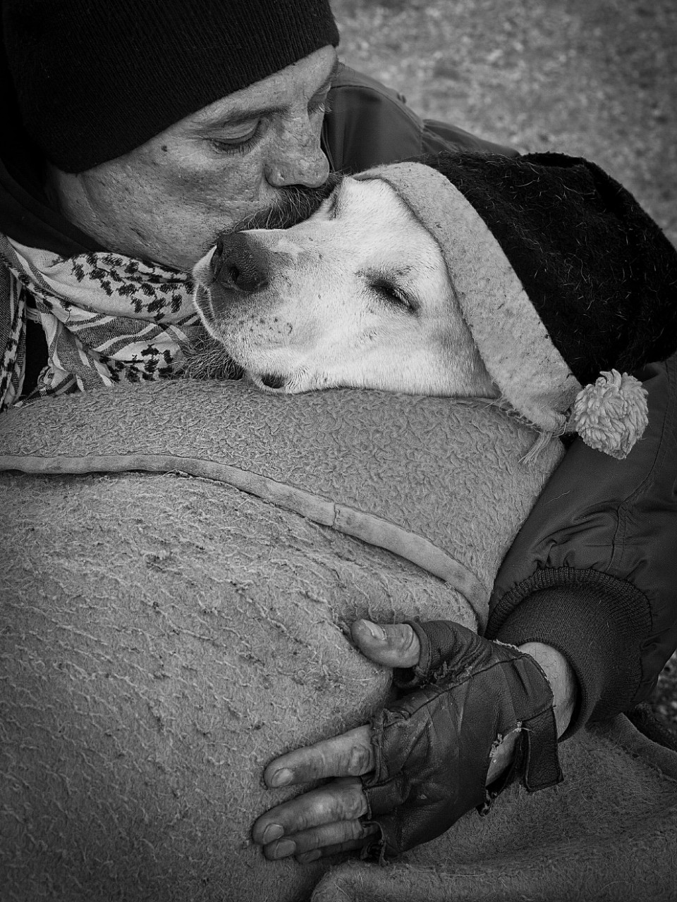 Конкурс собачьей фотографии Kennel Club Dog Photographer 2016