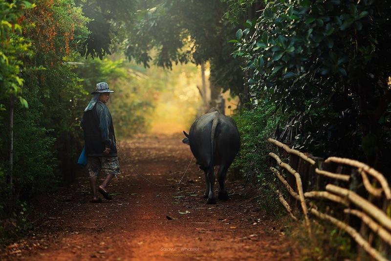 Whanset07 �������� �������� ������� � ����������� �������� �������