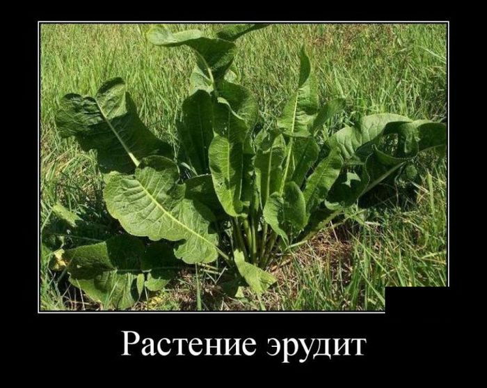 Прикольные демотиваторы на утро (11 фото) Прикольные демотиваторы на утро (11 фото)