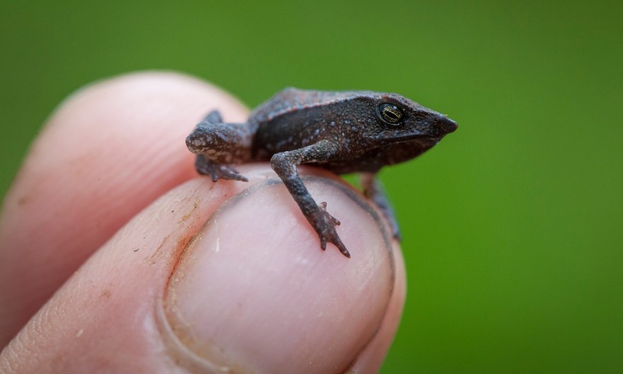 InSearchOfLostFrogs22    :       