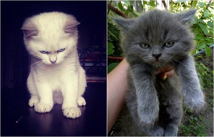 Злюки, которым лучше не переходить дорогу
