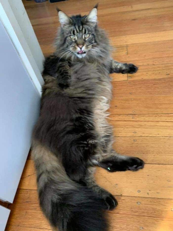 Фотография: Мой дом, не мой кот: фото о котах, которые гуляют по чужим домам №10 - BigPicture.ru